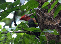 紅頸啄木鳥
