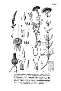 圓葉八寶 圓葉八寶