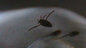 大仰泳蟲 大仰泳蟲