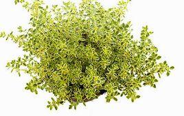 檸檬百里香 檸檬百里香