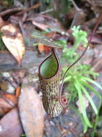 寬葉豬籠草 寬葉豬籠草