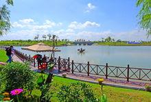 鹽城黃尖牡丹園高清組圖