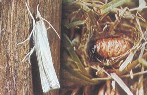 （圖）水稻稻巢螟
