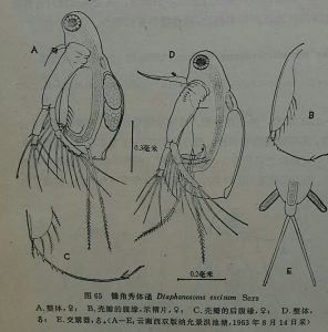 秀體尖額溞 秀體尖額溞