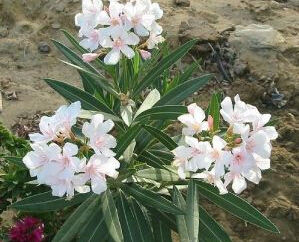 夾竹桃族 夾竹桃族