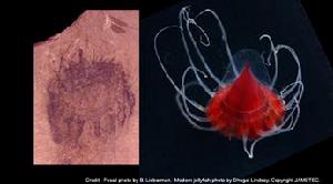 （圖）寒武紀生命大爆發——水母化石