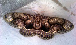 籮紋蛾科 籮紋蛾科