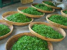 茶[中國傳統飲品]