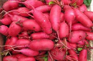紅蘿蔔 紅蘿蔔