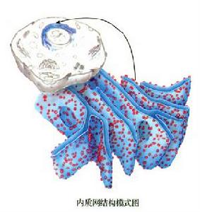 糙面內質網 糙面內質網