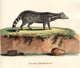 靈貓[哺乳綱食肉目動物]