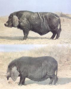 河套大耳豬 河套大耳豬