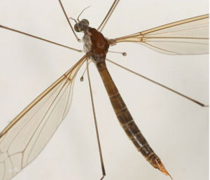 山田大蚊 山田大蚊