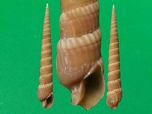 佛桐筍螺 佛桐筍螺