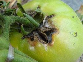 西紅柿早晚疫病 西紅柿早晚疫病