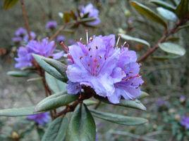 紫藍杜鵑 紫藍杜鵑
