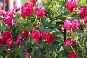 紅色龍沙寶石 紅色龍沙寶石