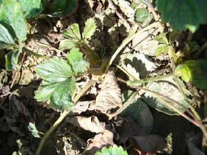 草莓擬滑刃線蟲