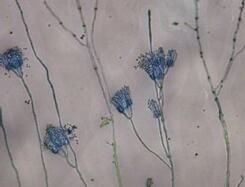 吸水鏈黴菌IM7912T 吸水鏈黴菌IM7912T