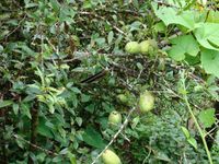 灰窯下寨自然村 灰窯下寨自然村