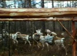 神鹿啊神鹿 神鹿啊神鹿