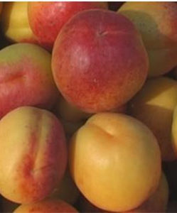 寧縣曹杏 寧縣曹杏