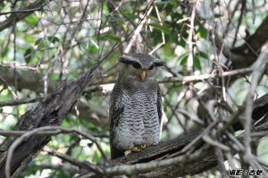 馬來雕鴞 馬來雕鴞