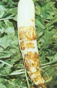 蘿蔔橫紋病 蘿蔔橫紋病