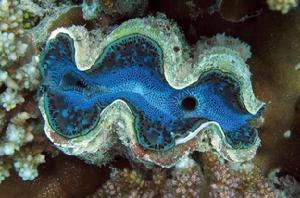 地球生物 地球生物