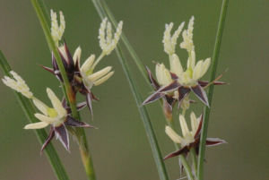 黑紫燈心草 黑紫燈心草
