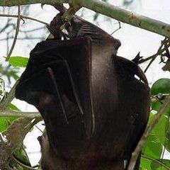 大裸背果蝠 大裸背果蝠