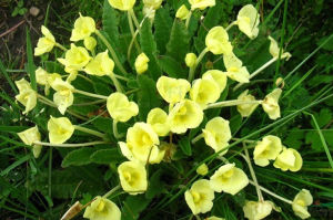 針齒馬先蒿 針齒馬先蒿