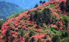 杜鵑花海 杜鵑花海