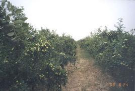 賀家莊鄉 賀家莊鄉