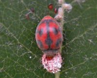 澳洲瓢蟲 澳洲瓢蟲