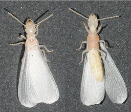 成蟲羽化 成蟲羽化