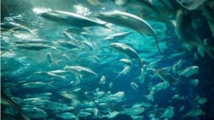 天匯海洋館 天匯海洋館