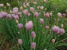 阿爾泰蔥 阿爾泰蔥