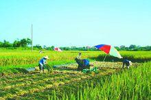 茂南區高山鎮農業生產