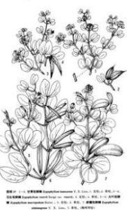 伊犁駝蹄瓣 伊犁駝蹄瓣