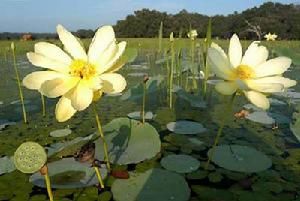 美洲黃蓮 美洲黃蓮