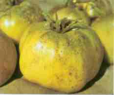 受害果：果面為煤狀物污染