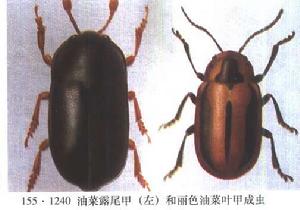 油菜露尾甲 油菜露尾甲