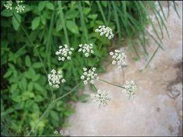 扶危散[扶危散]