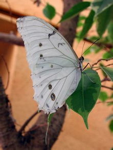 白摩爾閃蝶指名亞種 白摩爾閃蝶指名亞種