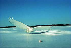 追趕獵物的雪鴞