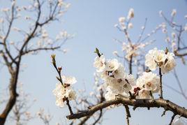 桃花[薔薇科桃屬植物的花朵]