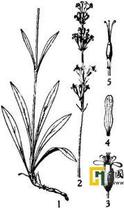湖北蠅子草 湖北蠅子草