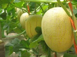 慶甜四號 慶甜四號