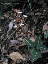 耿馬齒唇蘭 耿馬齒唇蘭